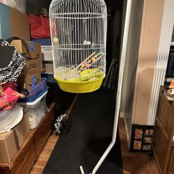 Bird Cage