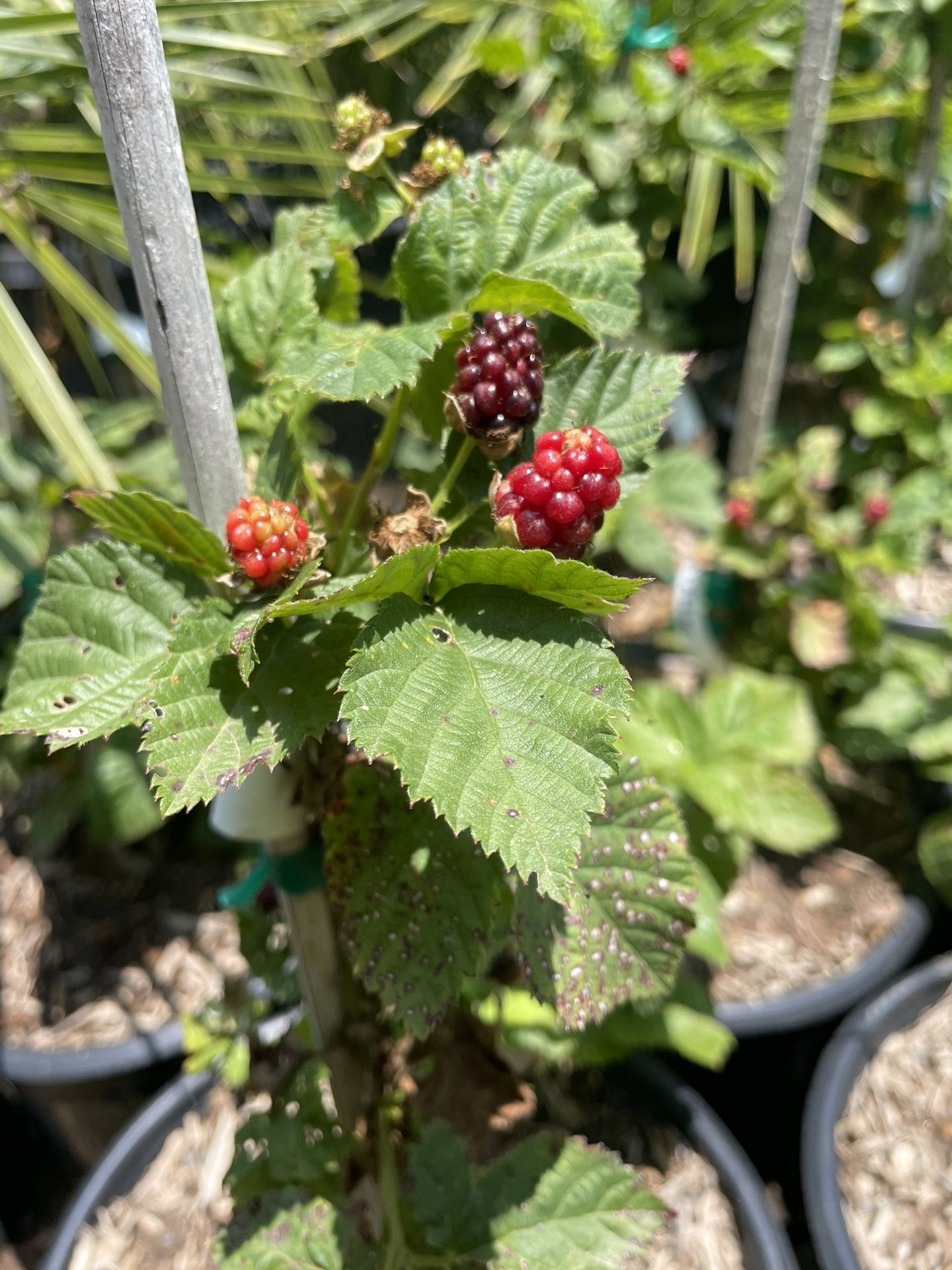 Olallieberry Plants- Blackberry Plants- Grape Vines- Marionberry Plants- Currant Berry Plants- Raspberry Plants- Gooseberry plants