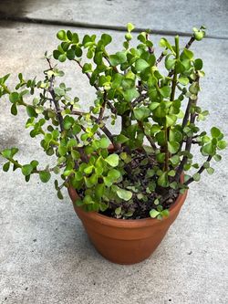 Succulent plant