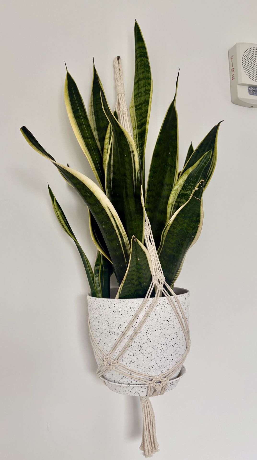 Plants