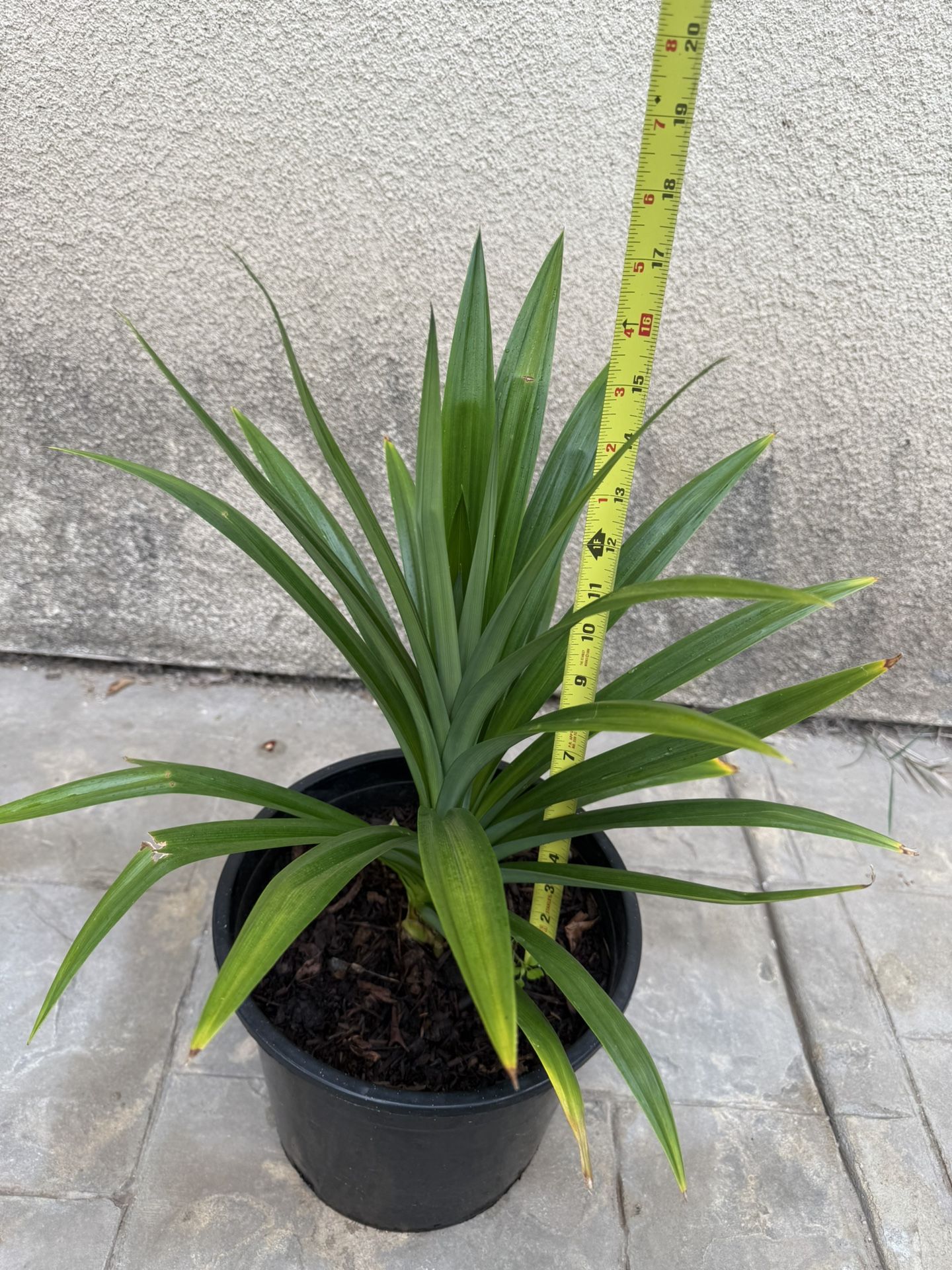 PANDAN Pandan Plants  (Lá Dứa) Edible Plants