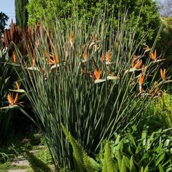 LIVE PLANT 3ft Strelitzia parvifolia juncea Leafless Bird of Paradise Rush-leaves