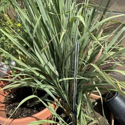 Lemongrass Plant Only $9.99