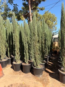 Italian cypress 20 gal 9 feet tall