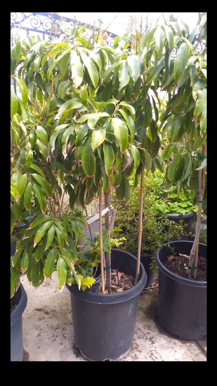 Lychee tree