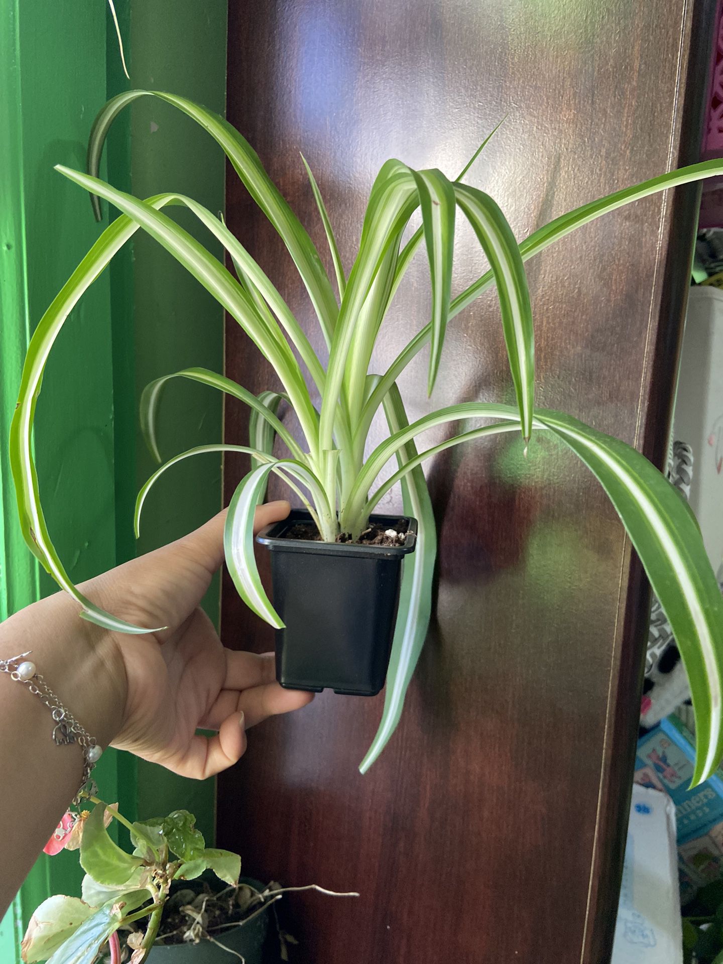 Spider Plant 4 inch Pot “ Bay Ridge Brooklyn 11220”