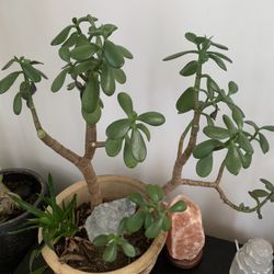 Gorgeous Succulent With Snake Plant Ceramic Pot
