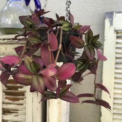 $5 Wandering Jew Hanging plant