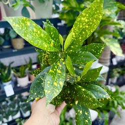 Plants (4”pot🌿Gold dust🌿crotons )