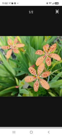 Rare Orange Iris Flowering Now Landscape plant Potted plant