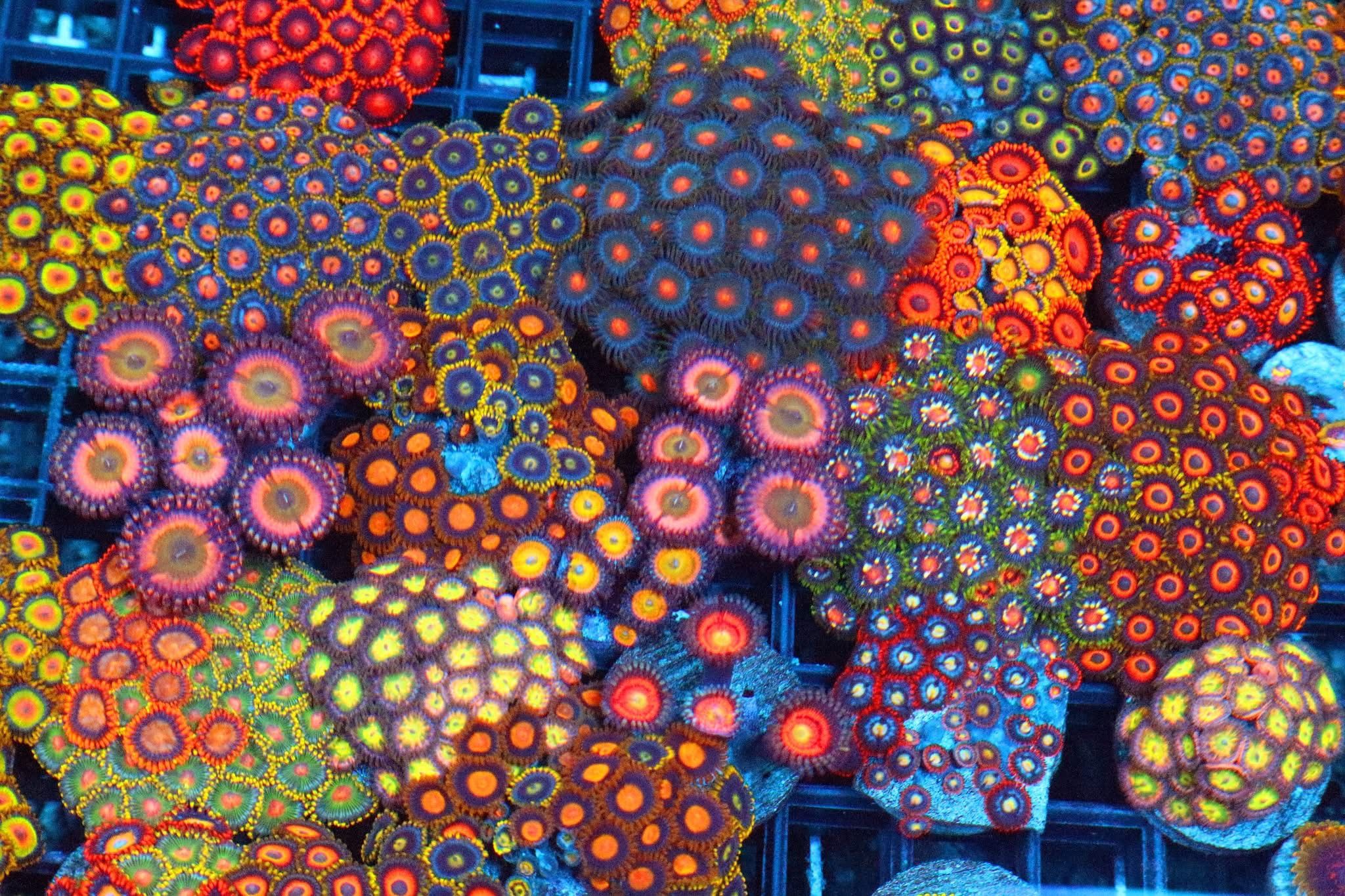 Aquarium decor Zoanthids