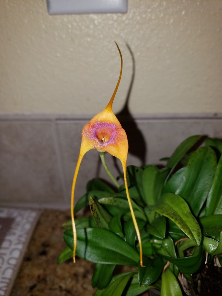 monkey face orchid (dracula simia) 🌿