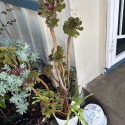 Succulents Arrangement 