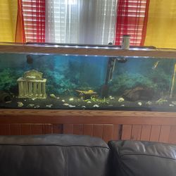 Fish Tank