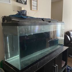 Fish Tank 55”