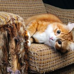 Enjoy The Scratch-Free Life! Best Investment For Protecting Your Furniture!!