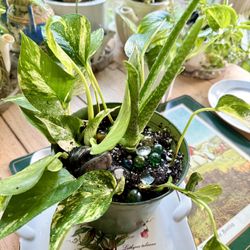 Indoor Plants 