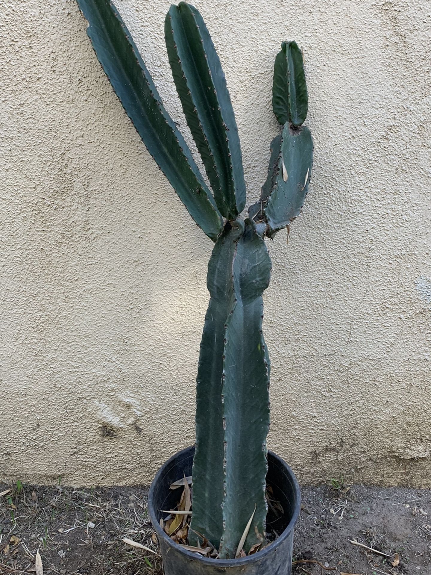 Cactus