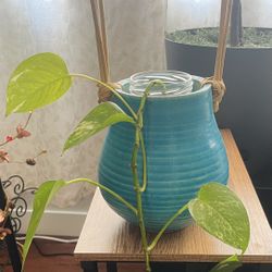 Pothos Plant 🌱 In Handmade Pottery Pot
