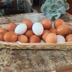 Fresh Organic Eggs 