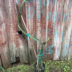 Sugar Dragon dragonfruit plants- 5ft for $18, 3ft $12