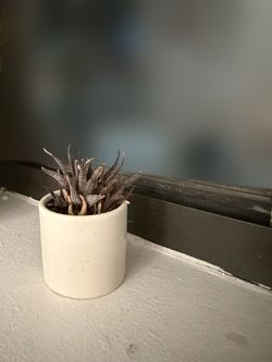 Small Haworthia Succulent in White Pot