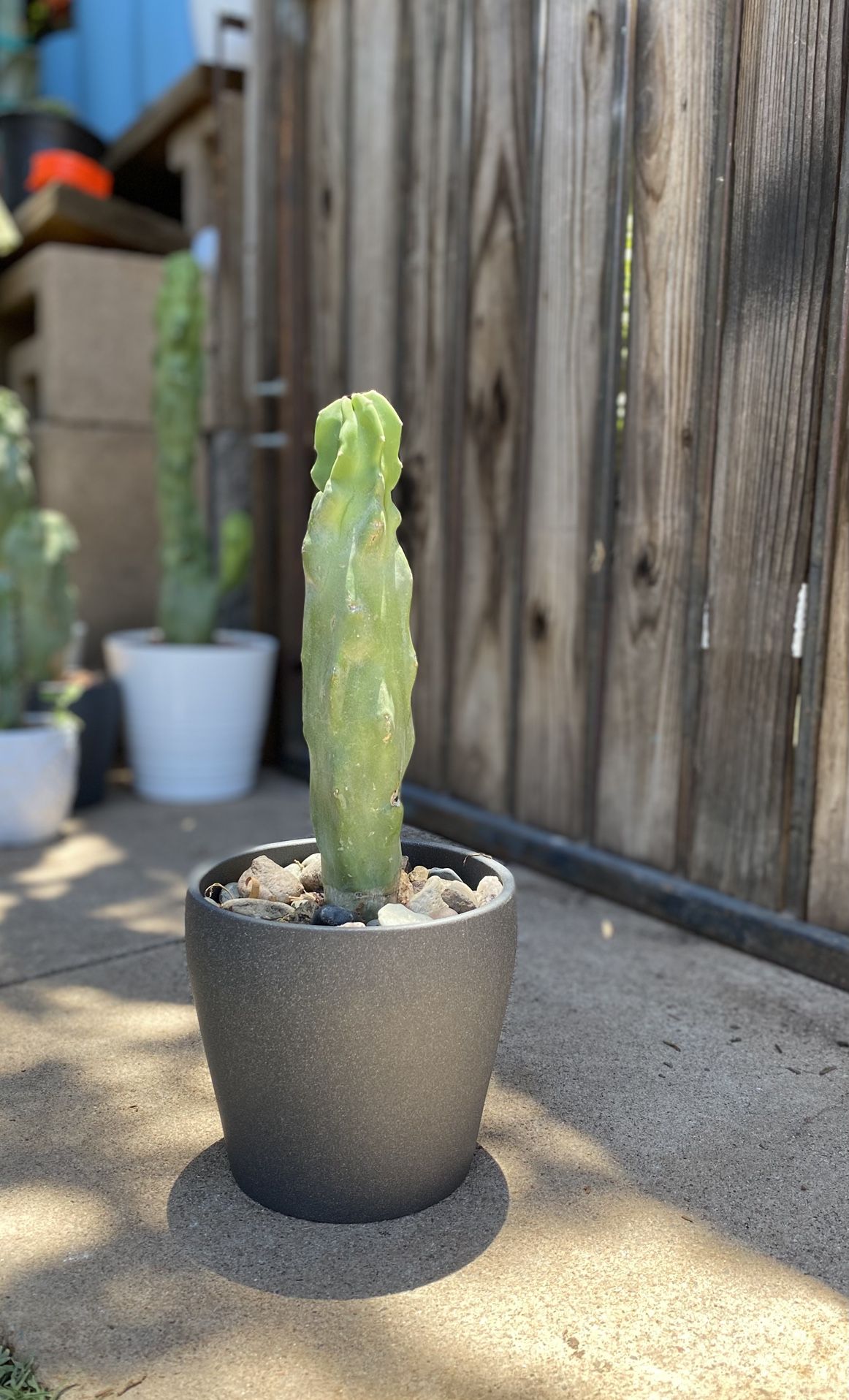 Small Totem Pole Plant