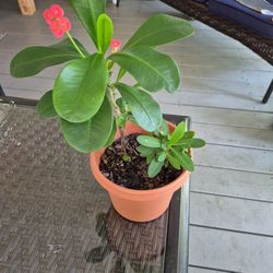 Red & White Crown Of Thorn Plant 