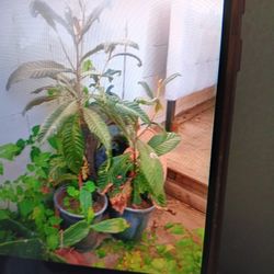 2 Árboles De  Mispero  " $30 Por Los 2