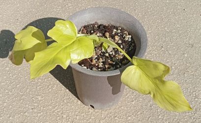 Philodendron Warscewiczii Aurea Plant