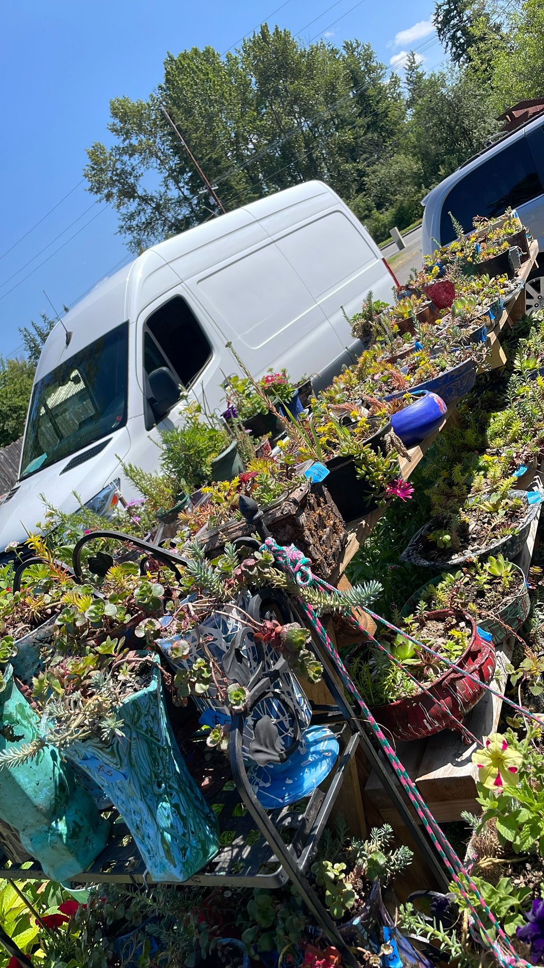 Plant For Sale$2
