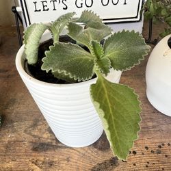 Cuban Oregano Plant For Sale