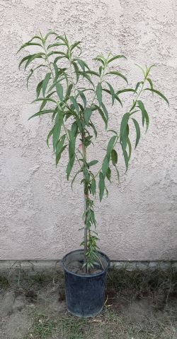 Arbol De Durazno