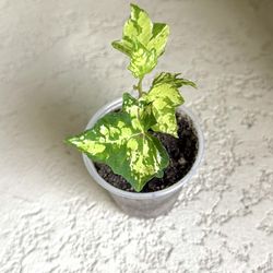 Mini  Ivy  plant