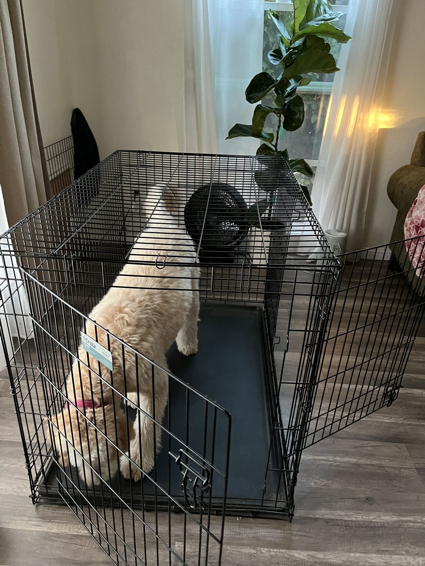 Midwest iCrate XL Crate 