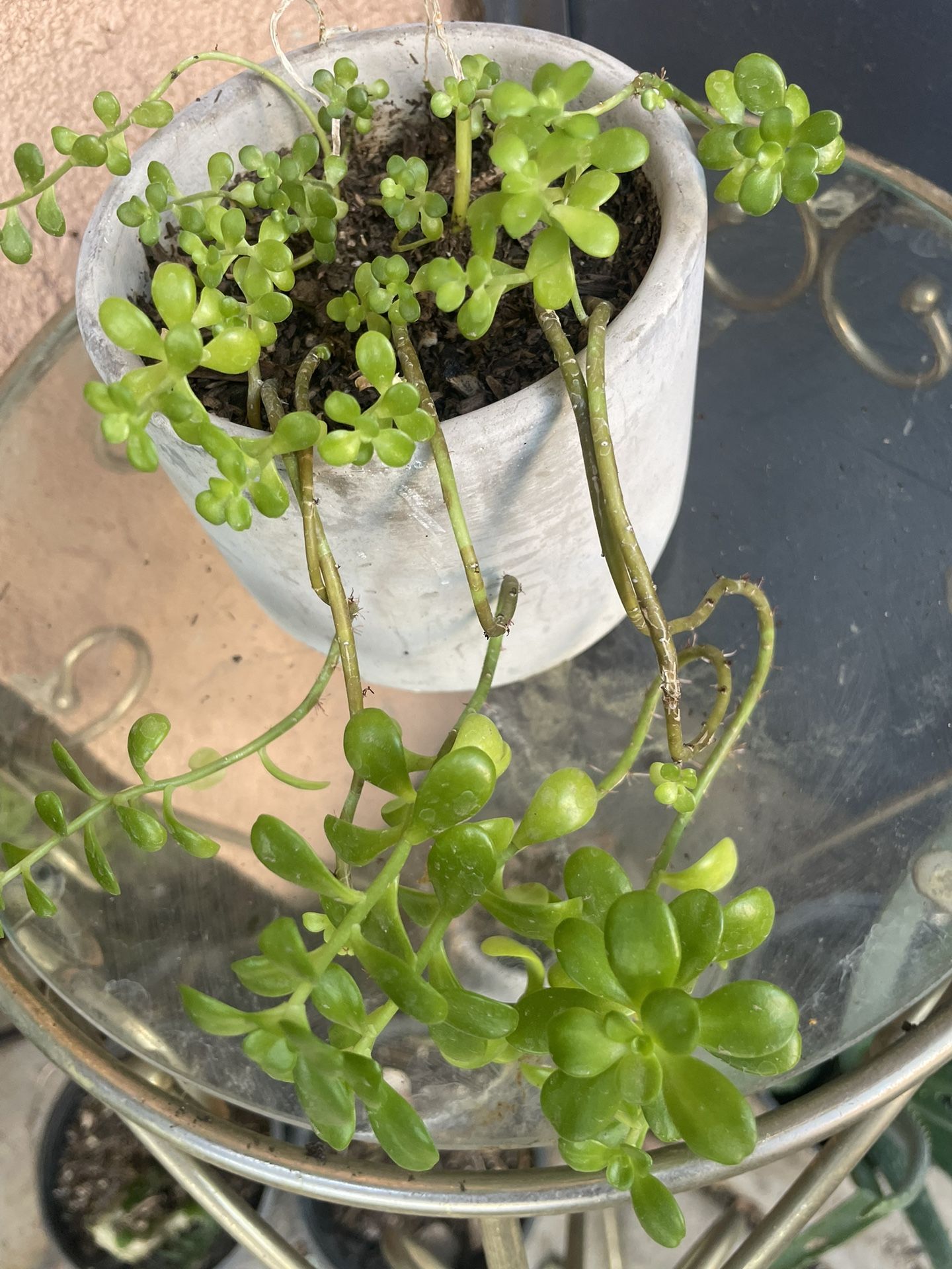 HERMOSAS PLANTAS NATURALES “SUCULENTAS PLANT”