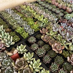 2 Inch Succulent 1.50$ Each