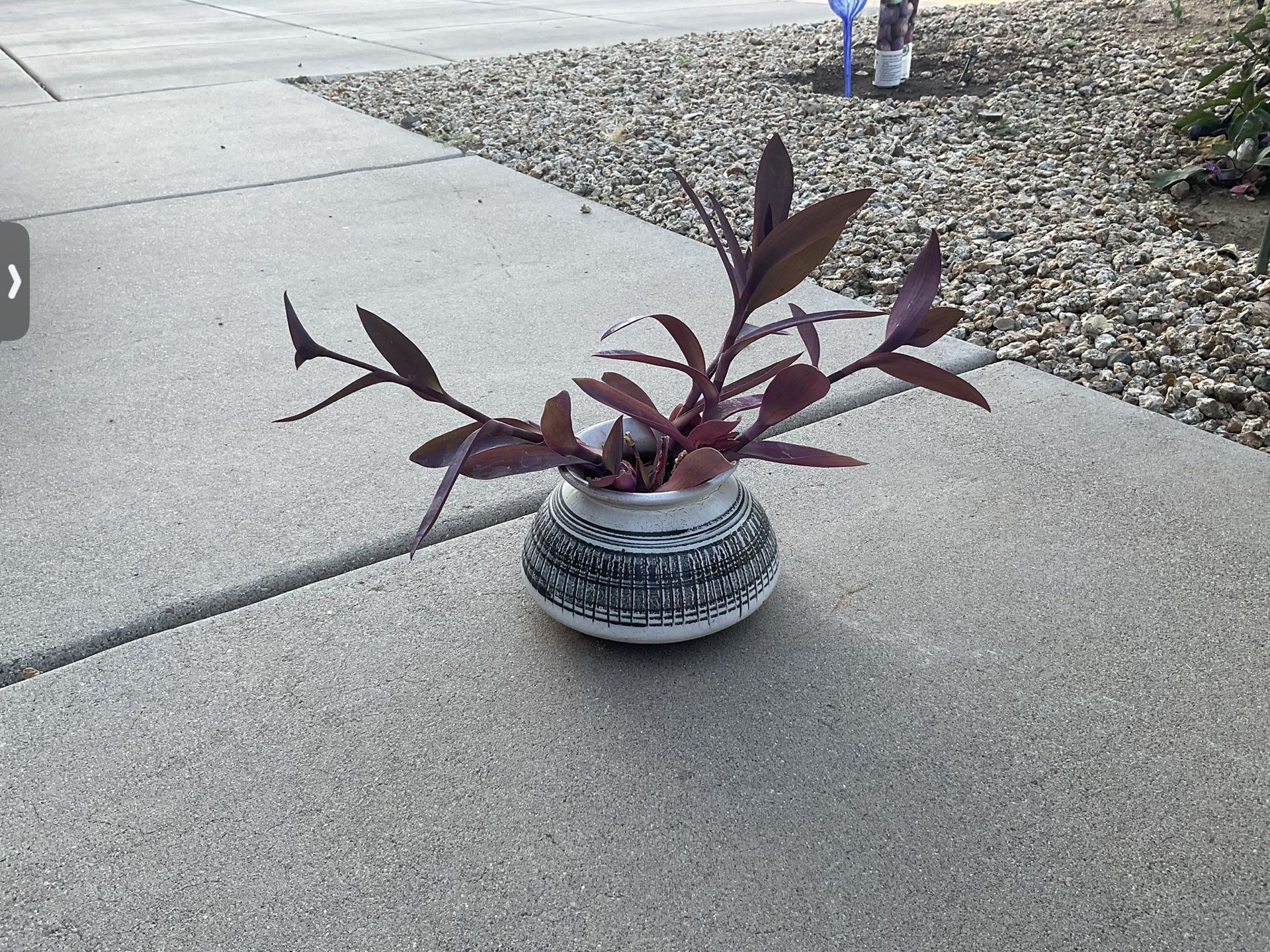 Ceramic Pot Wonder Jew Flowers