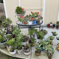 Many Beautiful Succulents 