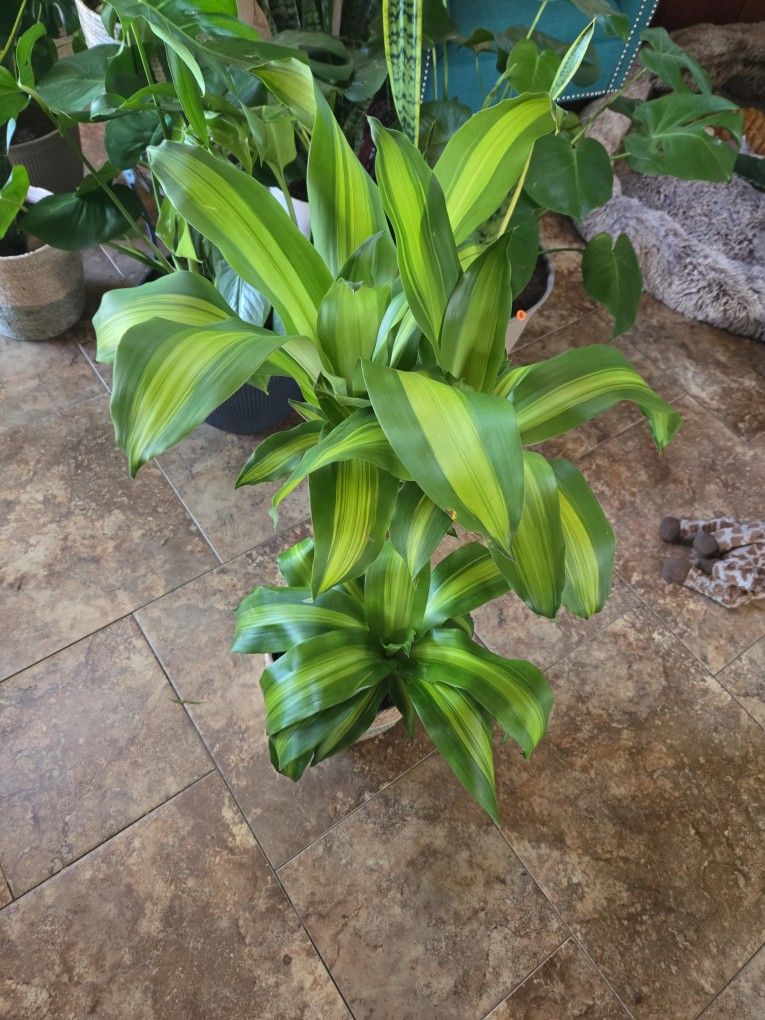 Dracaena Fragrans In 10in Basket Pot