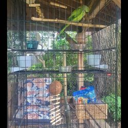 2 Indian Ring   Neck Parrots🦜  And They Big  Cage 