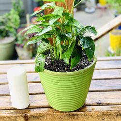 Live indoor Monstera Adansonii plant in a textured ceramic pot—firm price