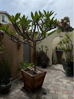 Plumeria Tree