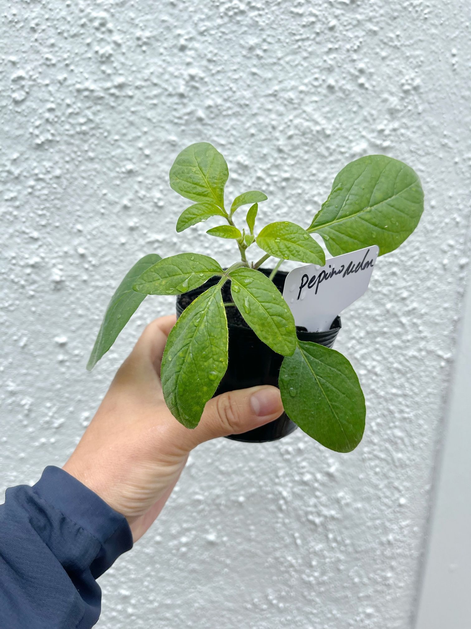 2x Pepino melon Ginseng fruit 3” tall pottered live plant