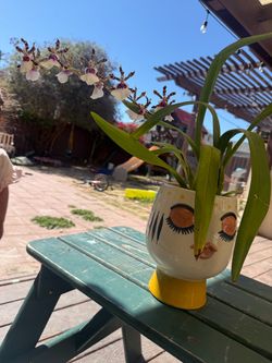 Orquídea