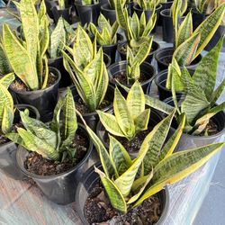 Snake Plants (Sansevieria) – Easy Care Indoor Plants 