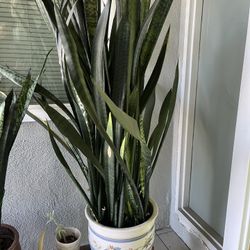Very Tall Snake Plant In Planter