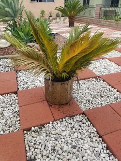 Dwarf Palmetto 