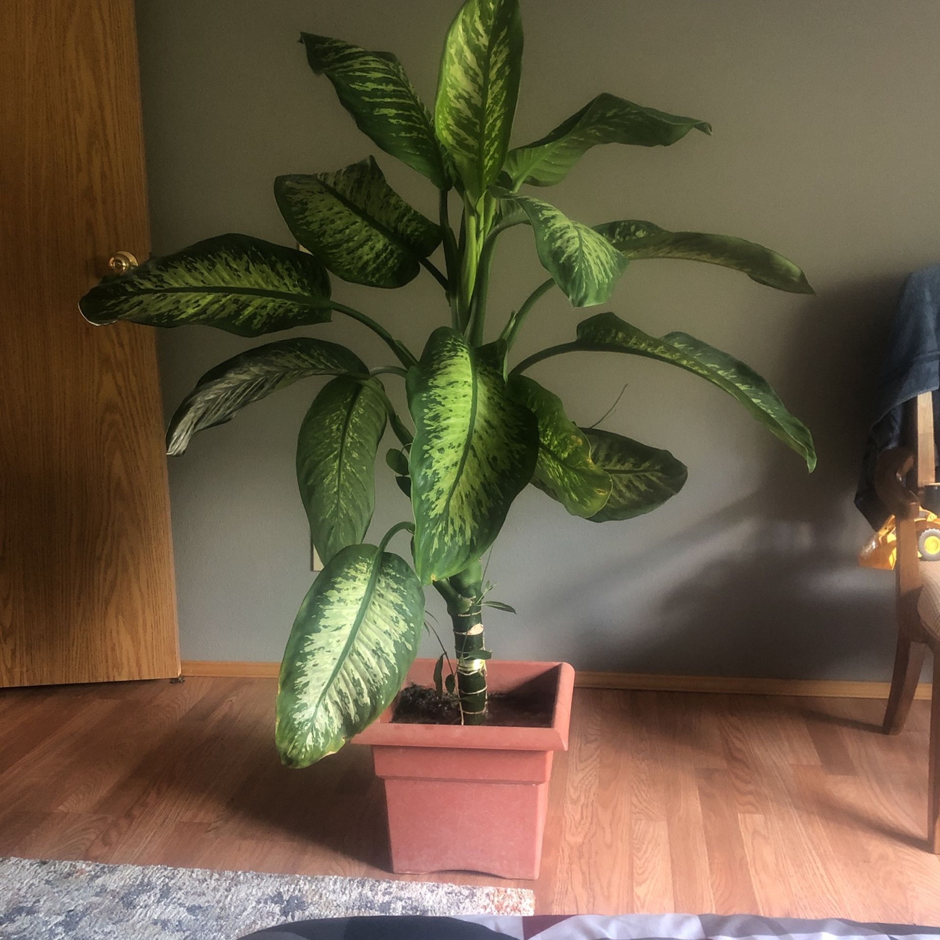 Plant