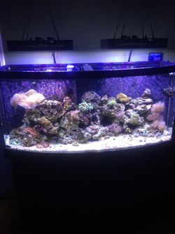 72 gallon bow front aquarium